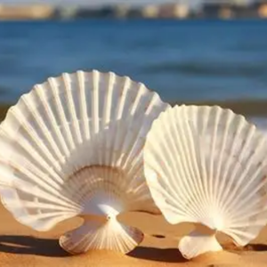 CONCHA DE VIEIRA LIMPIADA PREMIUM DE VIETNAM - Product Image 3