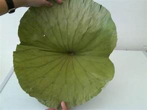 ใบบัวตากแดดเพื่อสุขภาพฉลากสะอาดช่วยดีท็อกซ์ธรรมชาติช่วยเพิ่มภูมิคุ้มกัน - Product Image 3