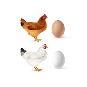 ไข่ไก่ขาวคุณภาพสูงขายส่ง ผู้ผลิตสูงใหม่ วัสดุที่ดีที่สุด ด้วยราคาถูก - Product Image 6