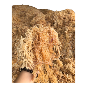 มาร์กเจลมอสทะเลสีทองผลิตจากเวียดนาม - Product Image 6