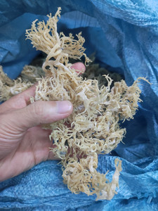 สาหร่ายทะเลทองคำขายดีจากเวียดนาม // คุณอเล็กซ์ ทรูง - Product Image 4