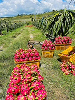 Grote Hoeveelheden Rood Vlezig Drakenfruit Bevat Veel Voedingsstoffen Voor Het Lichaam En Kan In Veel Gerechten Worden Gebruikt