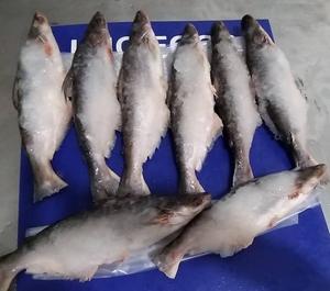 24 Months <b>Shelf</b> Life Whole <b>Round</b> Pangasius Fish High-Grade Organic IQF Frozen 10kg Weight From Vietnam - Product Image 6