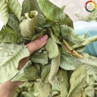 Feuilles de goyave séchées, matière durable, origine Vietnam, pour les ateliers de mélange de thé et les tâches d'aromatisation culinaire subtile