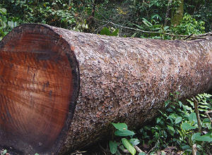 ท่อนไม้มะฮอกกานีพรีเมี่ยม - Product Image 6