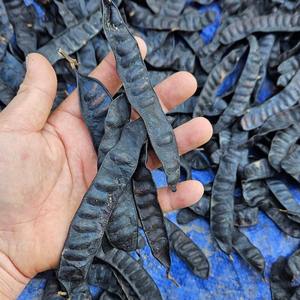 Langosta negra de alta calidad al por mayor, buen precio, langosta del mejor fabricante vietnamita - Product Image 2