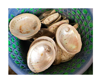 Matières premières de bonne qualité coquille d'ormeau en vrac en stock coquille paua prix bas