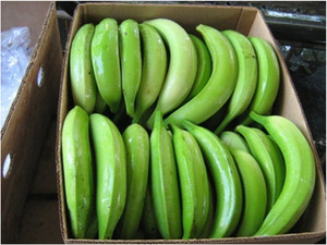 Plátano verde fresco/Plátanos verdes frescos - Product Image 3