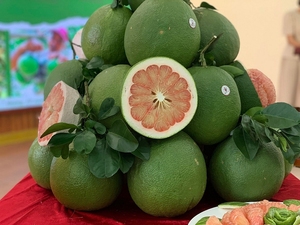 Bưởi Mật Ong/Bưởi Tươi Xuất Khẩu Sang EU, Mỹ-Trái Cây Nhiệt Đới Từ Việt Nam - Product Image 2