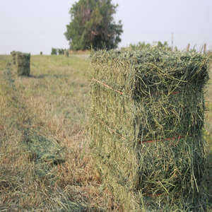 New 2024 Animal Feeding Bales From Pakistan Rhodes <b>Grass</b> Hay Bales Fodder for Cattle <b>Grass</b> From Pakistan - Product Image 6