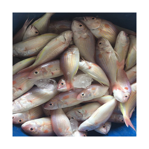 ปลาทะเลน้ำแข็งสีแดงแช่แข็งปลาทะเลสีดำ/ แดงแช่แข็งคุณภาพสูง - Product Image 6