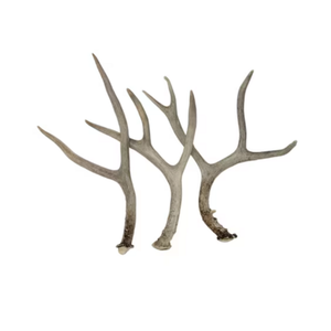 Bulk Sale Whole Red Deer Antlers Elk Antlers Naturally Shed Animal Extract Product for Food Supplement Cattle Gallstones - Product Image 1