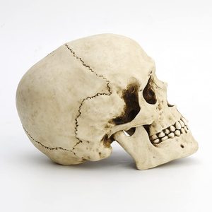 Modèle de sculpture de crâne de tête humaine en résine écologique personnalisée faite à la main pour la décoration intérieure provenant de l'inde. - Product Image 4