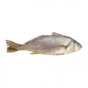 Poisson Croaker jaune premium - Product Image 6