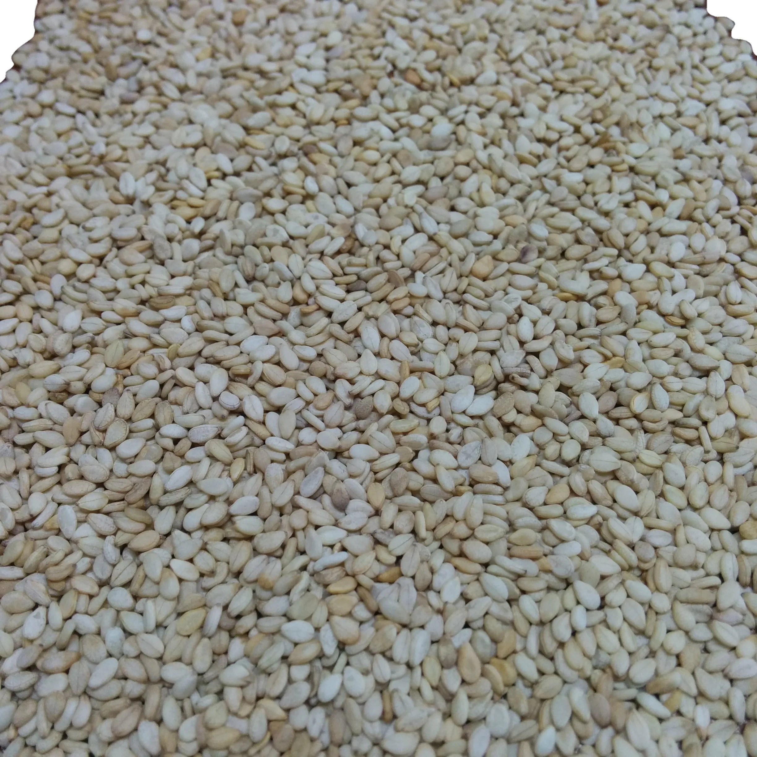 wholesales 2023 Exclusive Deal yellow Sesame seeds