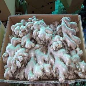 ขิงสดออร์แกนิก ไทย-มาตรฐาน EU คุณภาพสูง ขิงอ่อนสีเหลืองธรรมชาติ ชนิดต่างๆ น้ำหนัก 5 กก. จำหน่ายส่งสำหรับอาหาร - Product Image 3