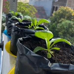 Bolsas de Cultivo de PE de Alta Calidad de 20x20cm para Viveros |   Bolsa de Polietileno para Plantas Resistente, Ecológica, Gruesa y Duradera con Orificios de Drenaje |   30 Piezas de Accesorios para Clima - Product Image 3