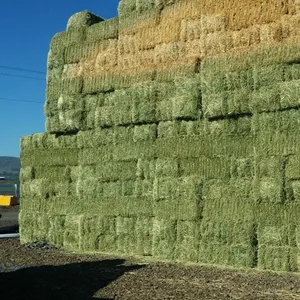 Heno de Alfalfa para alimentación Animal, heno de Alfalfa, precio al por mayor