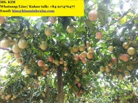 Hoge kwaliteit verse passievrucht met paarse schil, natuurlijk tropisch fruit, ISO-gecertificeerd voor sapverwerking, export Vietnam