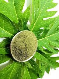 Feuilles de papaye séchées de haute qualité, 100% matière naturelle à base de plantes - Product Image 6