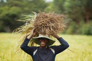 Aceite Esencial de Vetiver 100% Puro y Natural, Destilado al Vapor, Profundamente Relajante, Regenerador de la Piel, Ingrediente Cosmético, Madagascar - Product Image 5
