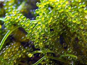 องุ่นทะเลที่มีเนื้อสัมผัสเป็นธรรมชาติ/ฉลากสะอาด/ทำจากพืช/เหมาะสำหรับสลัด - Product Image 2