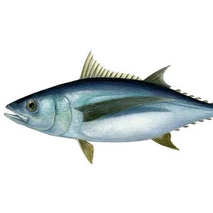 Atún congelado de alta calidad fresco congelado a-40C, certificado Halal y perfecto para los mercados minoristas - Product Image 6