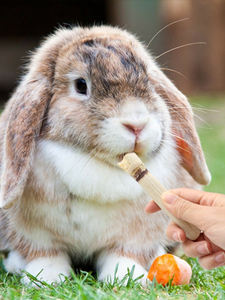 Palitos de caña de azúcar secos de Vietnam dulces para roedores masticables de alta calidad y buen precio - Product Image 5