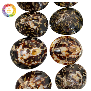 Conchas pulidas de lapa de Vietnam Limpieza de alta calidad Ideal para manualidades y regalos - Product Image 6