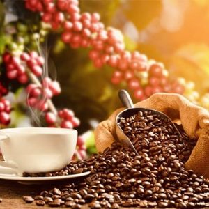 Granos de café Arábica tostados orgánicos cultivados en Vietnam de alta calidad en bolsa de yute Máquina tostadora OEM Premium fabricada en Vietnam - Product Image 4