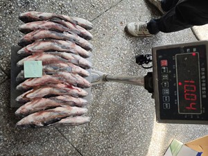 Pescado Tilapia Congelado BQF |   Exportador Profesional |   Pedidos al por mayor para importadores de Malí - Product Image 6