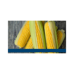 Maïs jaune pour la consommation humaine Maïs jaune non OGM/Maïs - Product Image 6
