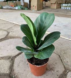 FEUILLES DE CATAPPA TERMINALIA SAINES ET FRAIS/BONNE NATURE/CHOIX ÉCONOMIQUE/FABRIQUÉ AU VIETNAM - Product Image 3