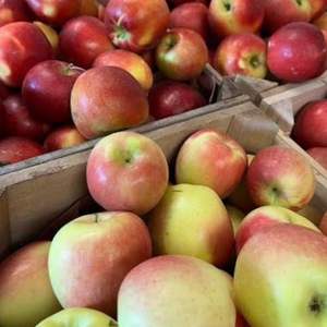 Manzanas Gala Deliciosas de Primera Calidad - Cosecha Fresca - Calidad de Exportación a Granel - Product Image 3