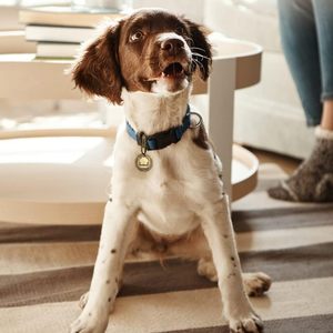 Boucle en fer à cheval pour chiens de petite, moyenne et grande taille, étiquette de nom en métal durable avec clip sécurisé - Product Image 2