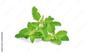 Daun <span class=keywords><strong>Tulsi</strong></span> Premium untuk perawatan rambut 100 Gram Pak, solusi label OEM kustom & pribadi untuk produk perawatan rambut