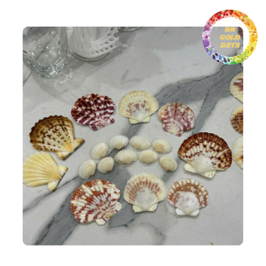 Conchas de vieira coloridas de Vietnam | Artículos lindos para hacer regalos y cosas decorativas | Varios colores naturales - Product Image 2