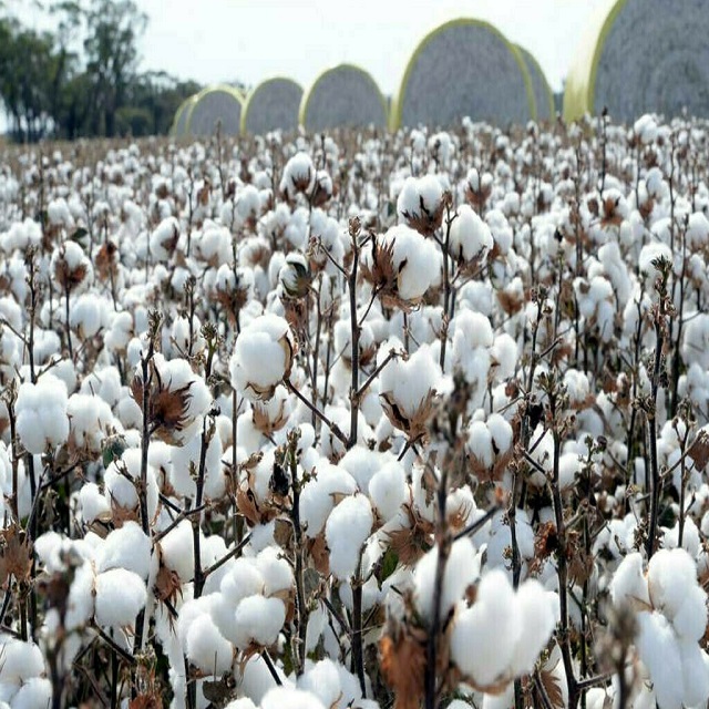 Best Price 100% Organic Cotton Raw Cotton Filling Material Breathable Eco-Friendly Bulk Wholesale in Stock Fast Delivery