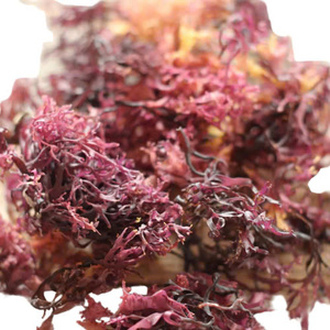 Accès anticipé exclusif: 10% de réduction sur les commandes passées avant le 20 mai-Premium Irish Moss (Seamoss Gold - Purple - chondrus crispus) - Product Image 4