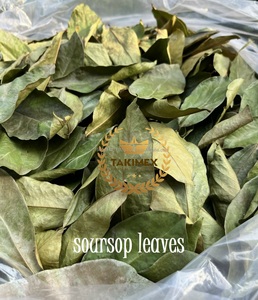 FEUILLES DE GRAVIOLA SOURSOP SÉCHÉES EN USINE DU VIETNAM AVEC UNE QUALITÉ SUPÉRIEURE ET UN PRIX COMPÉTITIF POUR FAIRE DE LA DÉTOX EN 2024 - Product Image 1