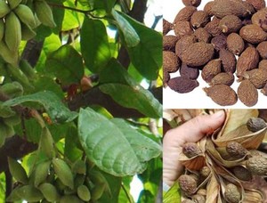 Sterculia lychnophora/หมากฝรั่งหวานไต้หวัน/ถั่วมัลวาจากเวียดนาม/100% ธรรมชาติผู้ขายที่ดีที่สุดเพื่อสุขภาพ