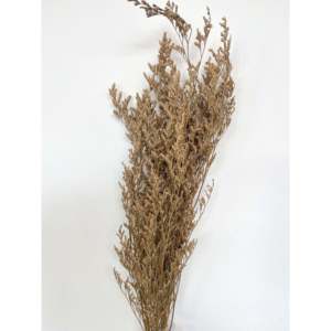 Fleur séchée Caspea - Product Image 1