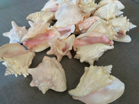 Offre Spéciale grande coquille de conque rose artisanat naturel de haute qualité pour la décoration de la maison casque poli grande taille haut artisanat