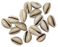 Mignon cauri coquille perles ovale coquillages plage coquillages pour bricolage Arts de la décoration de la maison fabrication de bijoux