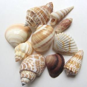 Coquillages de mer océan mixte décor de mariage plage thème fête coquillages décorations pour la maison Tom - Product Image 6