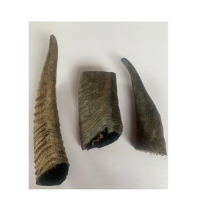 Cuerno de Shofar de cabra de alta calidad Comida de cuerno de cabra y masticar y hecho a mano Otras decoraciones para fiestas - Product Image 2