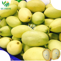 Vietnam 'S Eerste Geëxporteerde Verse Mango Van Het Nieuwste Seizoen Kent-Variëteit Tegen Groothandelsprijs