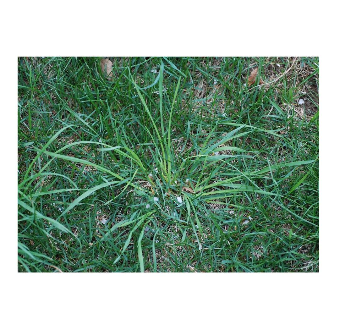 Napier Grass Seeds Quality Animal Feed Solutions