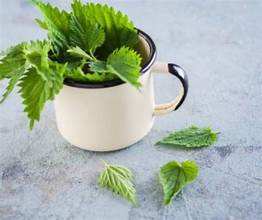 INGREDIENTE HERBAL NATURAL DE HOJA DE ORTIGA SECADO AL SOL PARA FÓRMULAS DE TÉ A BASE DE PLANTAS Y APOYO AL BIENESTAR - Product Image 2