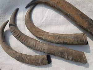 หัวเขาควายและฮอร์นหัวเขาควายจำนวนมากทำจากธรรมชาติ - Product Image 5